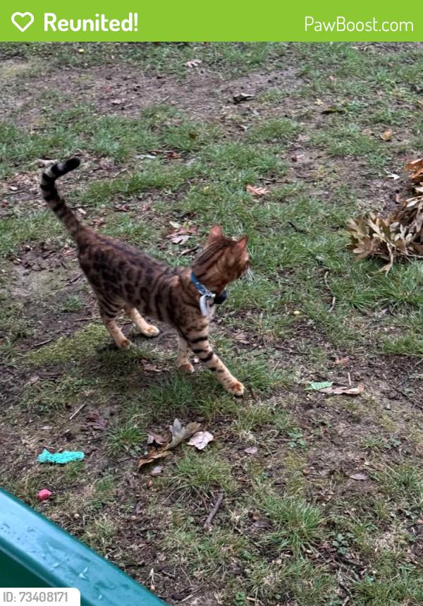 Reunited Unknown Cat last seen Meetinghouse & Westbury Rds., Jenkintown, PA 19046