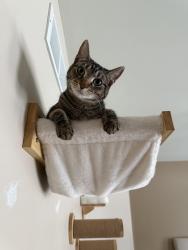Reunited Male Cat last seen Monches Park, Hartland, WI 53029