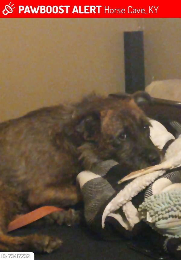Lost Male Dog last seen Near Roger spradlin road horse cave ky, Horse Cave, KY 42749