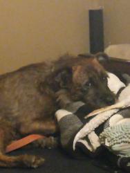 Lost Male Dog last seen Near Roger spradlin road horse cave ky, Horse Cave, KY 42749