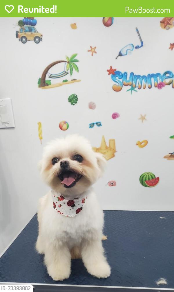 Reunited Female Dog last seen Ramona, El Monte, CA 91732