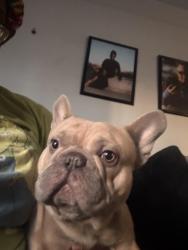 Lost Male Dog last seen Mill and baseline, Tempe, AZ 85282