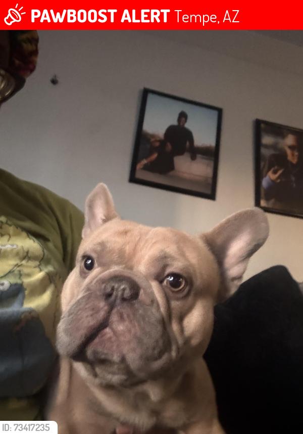 Lost Male Dog last seen Mill and baseline, Tempe, AZ 85282