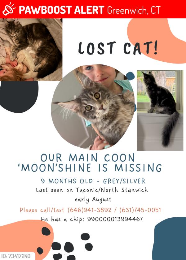 Lost Male Cat last seen Near Taconic Road, Greenwich, CT 06831