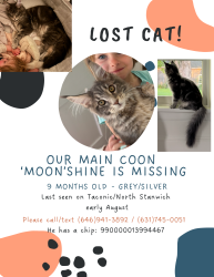 Lost Male Cat last seen Near Taconic Road, Greenwich, CT 06831