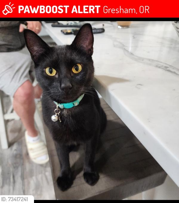 Lost Female Cat last seen Nw 1st and nw towle, Gresham, OR 97030