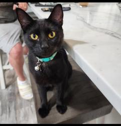 Lost Female Cat last seen Nw 1st and nw towle, Gresham, OR 97030