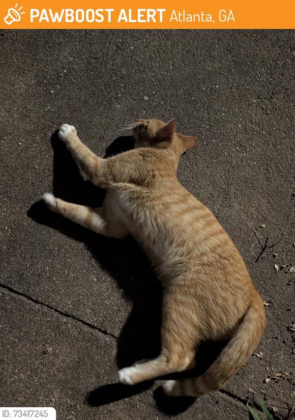 Found/Stray Male Cat last seen Between Briarcliff and highland, Atlanta, GA 30306
