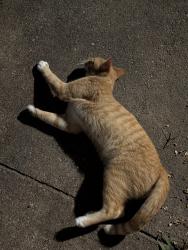 Found/Stray Male Cat last seen Between Briarcliff and highland, Atlanta, GA 30306