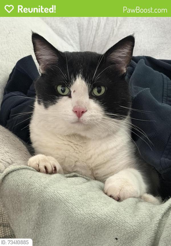 Reunited Male Cat last seen Grant St & Park St, Little Chute, WI 54140