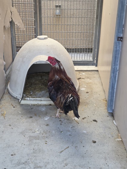 Shelter Stray Male Chicken last seen Near 27th Ave, Oakland, CA, 1101 29th Ave, Oakland, CA 94601, USA