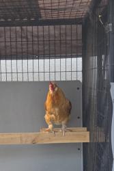 Shelter Stray Male Chicken last seen , , CA, 1101 29th Ave, Oakland, CA 94601, USA