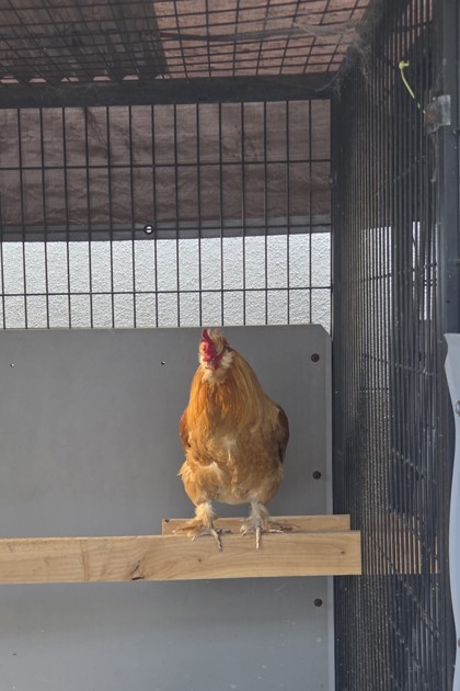 Shelter Stray Male Chicken last seen , , CA, 1101 29th Ave, Oakland, CA 94601, USA