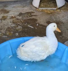 Shelter Stray Male Duck last seen Lake Merritt - Edoff Memorial Bandstand beach, Oakland, CA, 1101 29th Ave, Oakland, CA 94601, USA