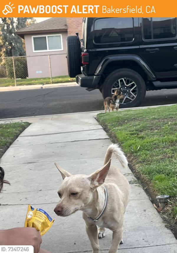 Found/Stray Male Dog last seen McDonald and joanne, Bakersfield, CA 93309