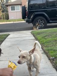 Found/Stray Male Dog last seen McDonald and joanne, Bakersfield, CA 93309