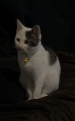Reunited Male Cat last seen Tippecanoe between pacific and baseline, San Bernardino, CA 92404