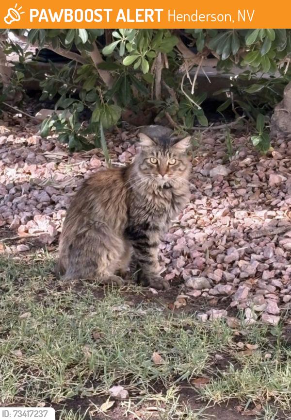 Found/Stray Unknown Cat last seen Windmill Pkwy/Pecos Rd, Henderson, NV 89052