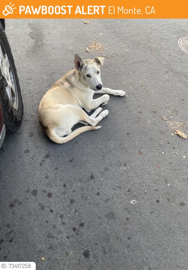 Found/Stray Male Dog last seen Near hallwood dr el monte, El Monte, CA 91732