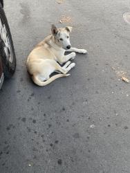 Found/Stray Male Dog last seen Near hallwood dr el monte, El Monte, CA 91732