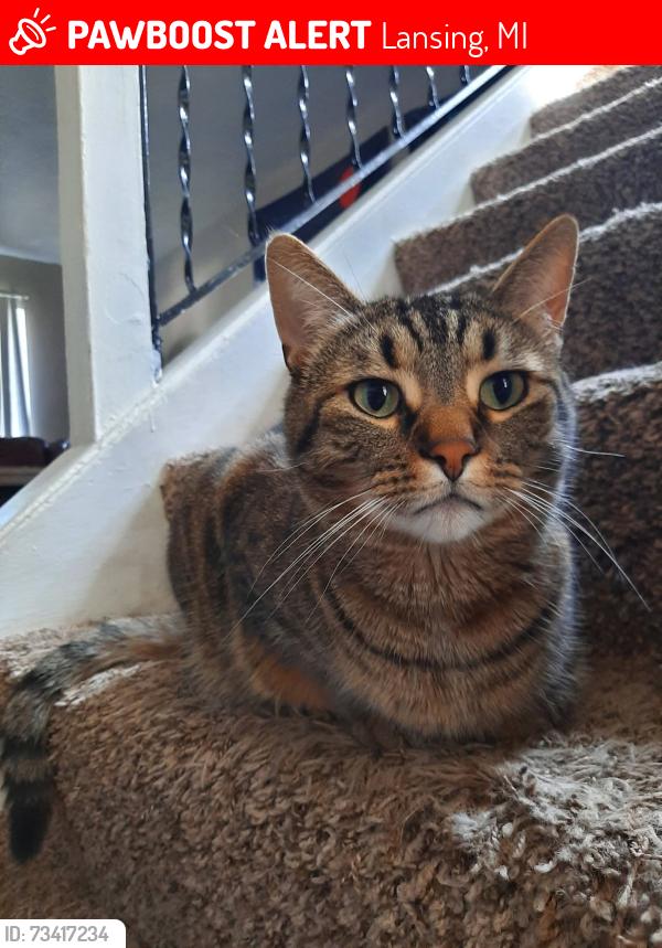 Lost Male Cat last seen Evergreen Park s at 900 Long Boulevard by Willoughby Rd and South Cedar St, Lansing, MI 48911