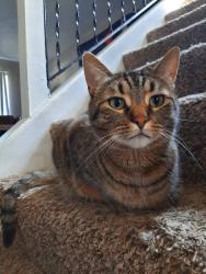 Lost Male Cat last seen Evergreen Park s at 900 Long Boulevard by Willoughby Rd and South Cedar St, Lansing, MI 48911