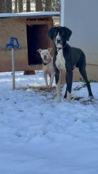 Reunited Male Dog last seen Horace Reed Rd, Georgia 30633, USA, Madison County, GA 30633