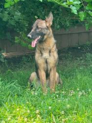 Reunited Female Dog last seen Kenwick Rd, Columbus, OH 43209, USA, Columbus, OH 43209