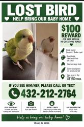 Lost Unknown Bird last seen Ocean bank, Miami airport, Blue Lagoon, Miami, FL 33126