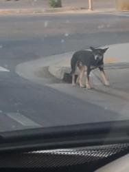 Found/Stray Male Dog last seen Intersection of Mount Vernon Ave and E California Ave, Potomac Park, CA 93307