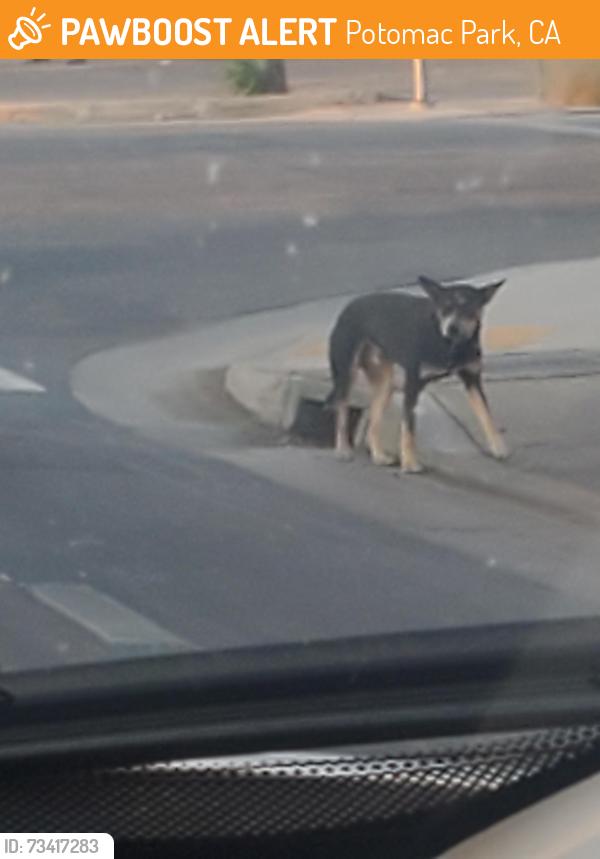 Found/Stray Male Dog last seen Intersection of Mount Vernon Ave and E California Ave, Potomac Park, CA 93307