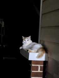 Lost Female Cat last seen Near brookhaven Ave SW Birmingham Al, Birmingham, AL 35211