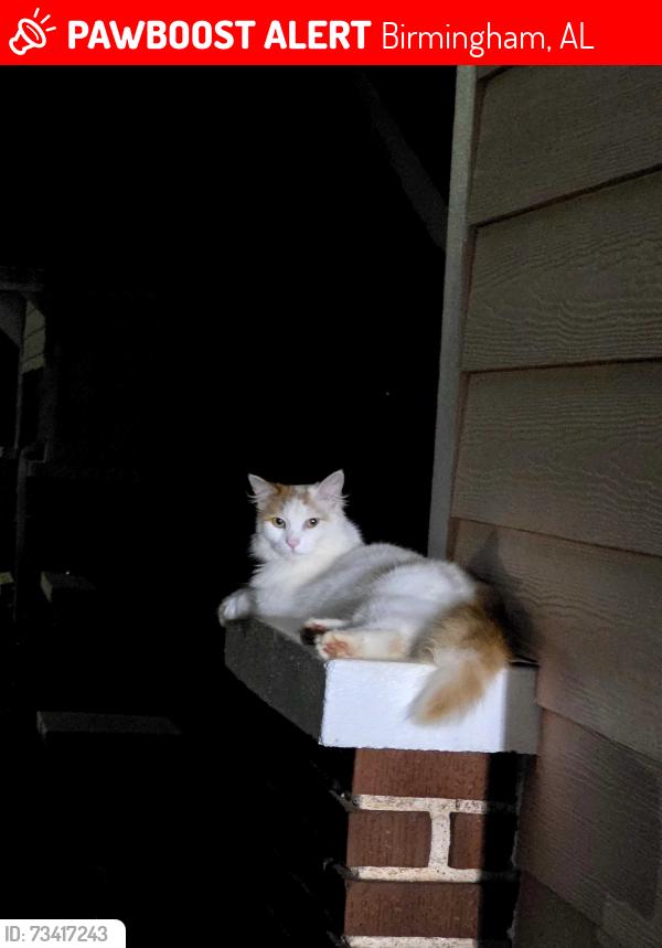 Lost Female Cat last seen Near brookhaven Ave SW Birmingham Al, Birmingham, AL 35211