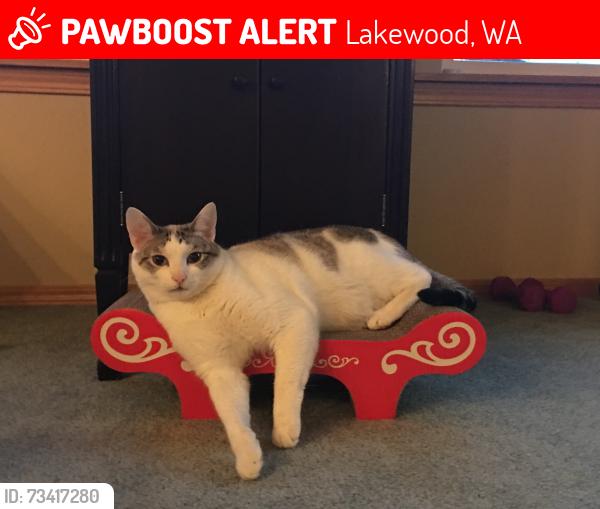 Lost Male Cat last seen 97th Ave Sw and Onyx Dr SW Lakewood, WA 98498, Lakewood, WA 98498