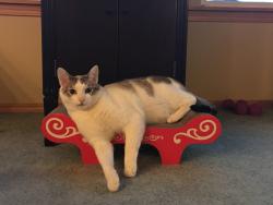 Lost Male Cat last seen 97th Ave Sw and Onyx Dr SW Lakewood, WA 98498, Lakewood, WA 98498