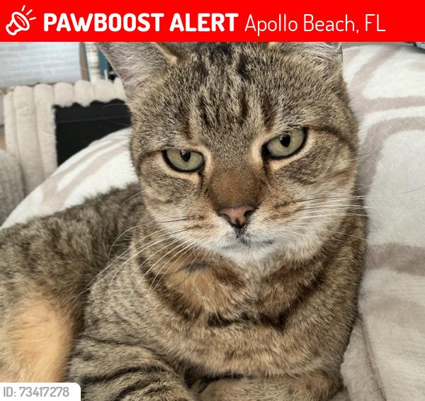 Lost Male Cat last seen Waterset, Apollo Beach, FL 33572