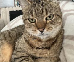 Lost Male Cat last seen Waterset, Apollo Beach, FL 33572