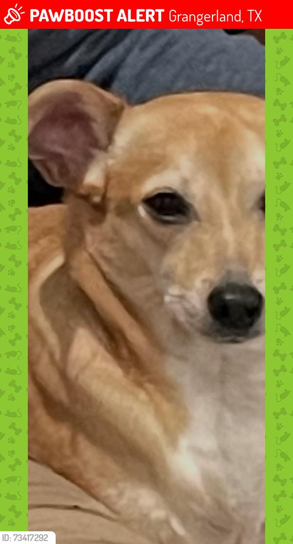 Lost Male Dog last seen Woiginsville, Grangerland, TX 77302