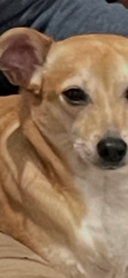 Lost Male Dog last seen Woiginsville, Grangerland, TX 77302