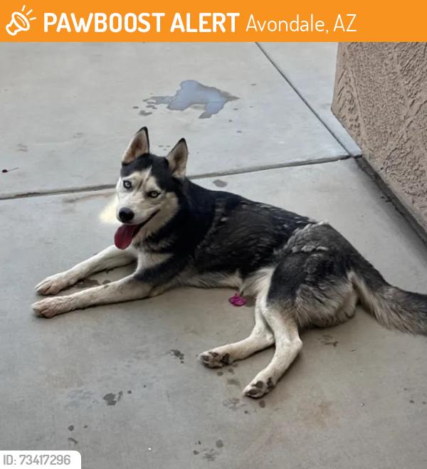 Found/Stray Female Dog last seen N 107 Ave & W Thomas Rd, Avondale, AZ 85392