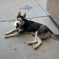 Found/Stray Female Dog last seen N 107 Ave & W Thomas Rd, Avondale, AZ 85392