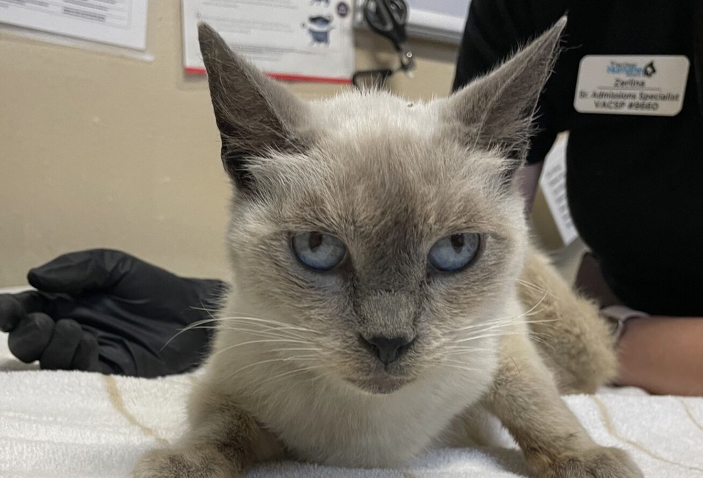 Shelter Stray Female Cat last seen Near Guava Way, Oceanside, CA, 92058, Oceanside, CA 92058, USA