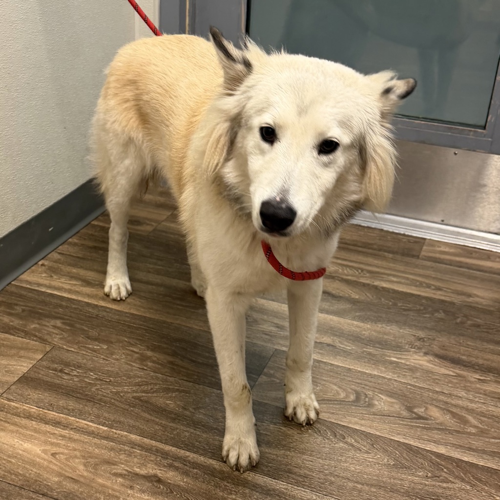 Shelter Stray Female Dog last seen Near El Prado, San Diego, CA, 92101, 5500 Gaines St, San Diego, CA 92110, USA