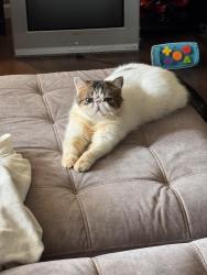 Reunited Male Cat last seen Amelia Drive, Matheny Road, East Peoria, IL 61611