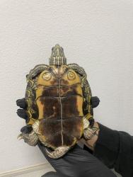 Shelter Stray Male Reptile last seen Hotel Circle and Bachman, San Diego, CA, 92108, 5500 Gaines St, San Diego, CA 92110, USA