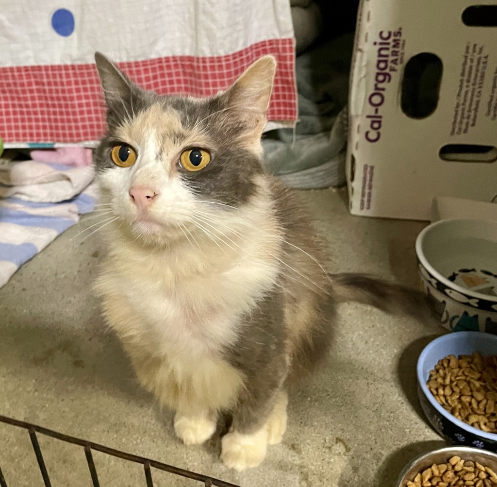Shelter Stray Female Cat last seen ., Oceanside, CA, 92057, Oceanside, CA 92058, USA