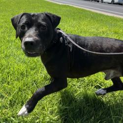 Shelter Stray Male Dog last seen Colony Road, La Mesa, CA, 91942, El Cajon, CA 92020, USA