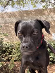Shelter Stray Male Dog last seen Near Eider Street, San Diego, CA, 92114, 5500 Gaines St, San Diego, CA 92110, USA