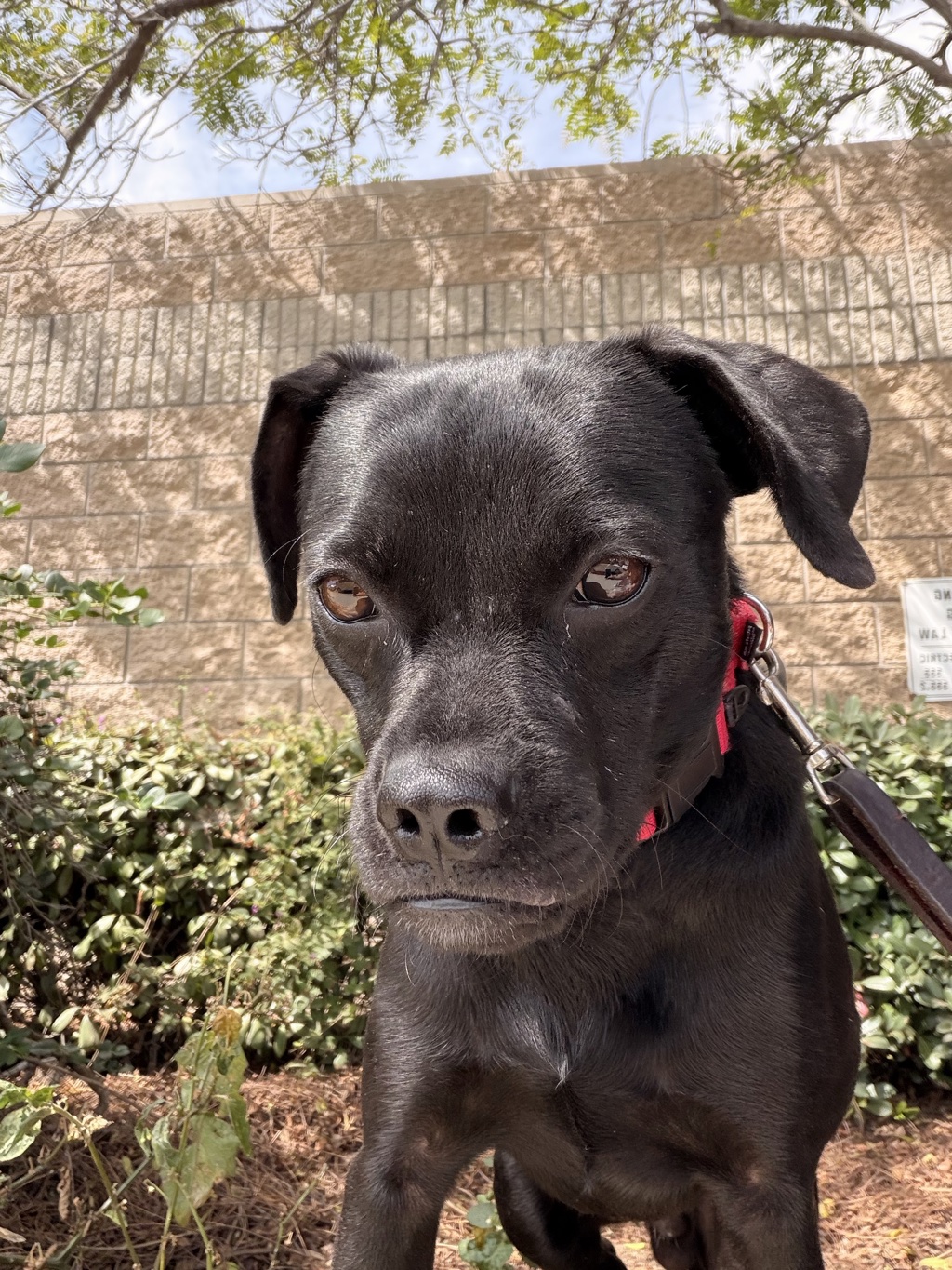 Shelter Stray Male Dog last seen Near Eider Street, San Diego, CA, 92114, 5500 Gaines St, San Diego, CA 92110, USA