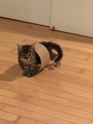 Shelter Stray Female Cat last seen found in neighbors yard, San Diego, CA, 92114, 5500 Gaines St, San Diego, CA 92110, USA